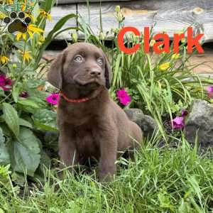 Clark, Chocolate Labrador Retriever Puppy